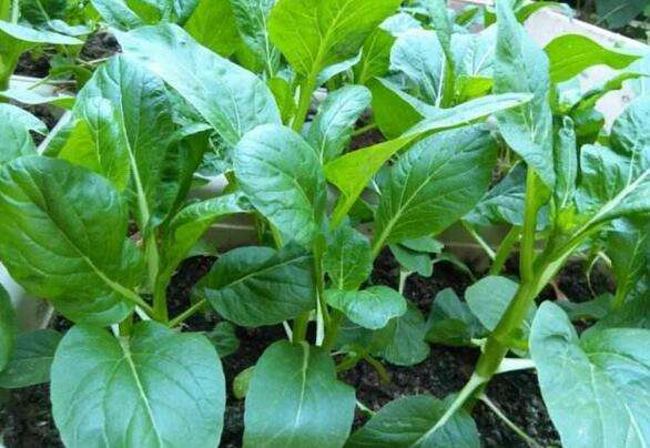 <b>磷酸二氫鉀為什么不可取代？磷酸二氫鉀的好處</b>