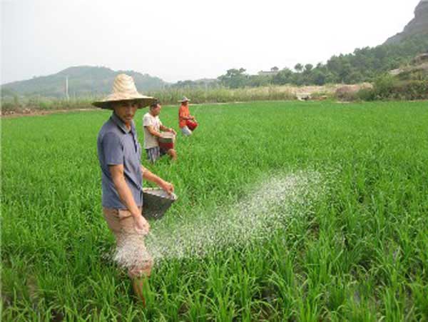 氮磷鉀使用過量會帶來哪些危害？