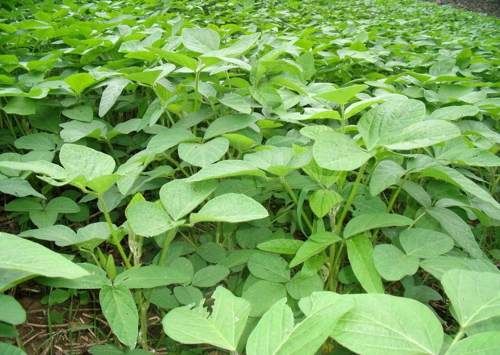 氮磷鉀肥對(duì)大豆生長有什么好處？