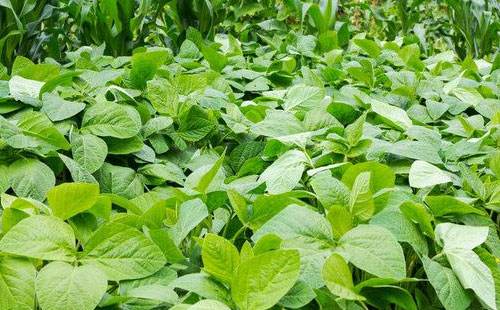 氮磷鉀肥對(duì)大豆生長有什么好處？
