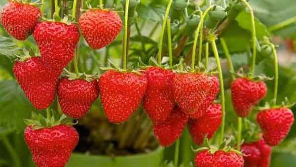 草莓硬度弱、果不紅怎么辦？