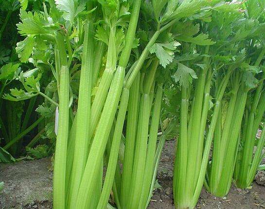 芹菜缺硼缺鈣的原因有哪些？如何防治？
