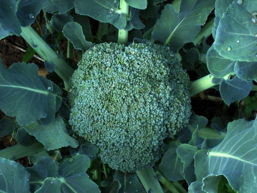 西蘭花應(yīng)該如何施肥？水溶肥怎么施用？