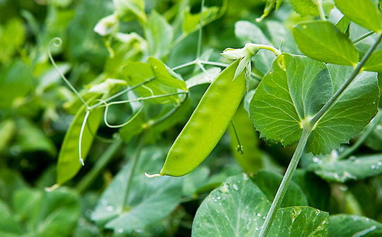 荷蘭豆施什么肥好？荷蘭豆高產(chǎn)施肥技術(shù)