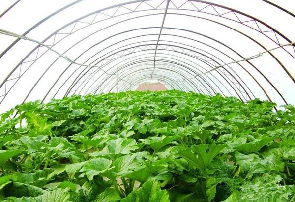 大棚蔬菜應(yīng)該如何施肥？施什么肥好？