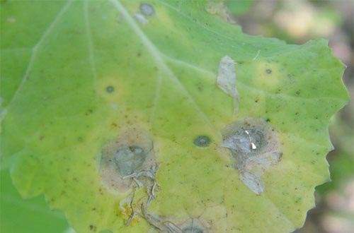 如何有效防治蔬菜菌核??？
