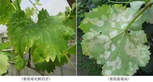 藥害、病害分不清？看完這個(gè)你就懂了
