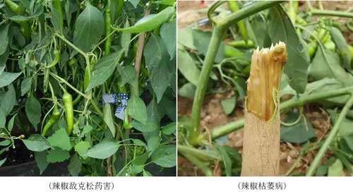 藥害、病害分不清？看完這個(gè)你就懂了