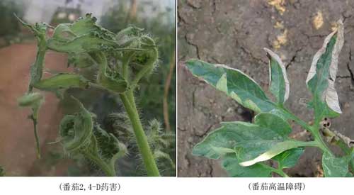 藥害、病害分不清？看完這個(gè)你就懂了